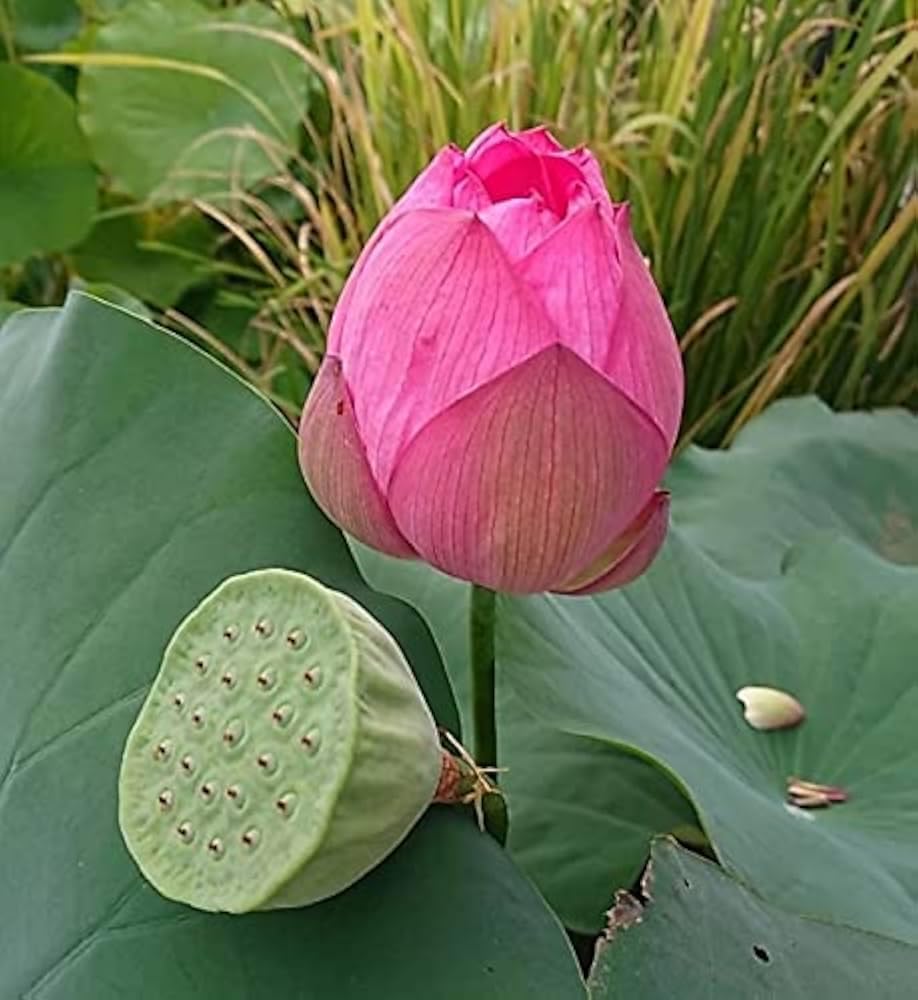 GOLDEN GLOW ULTIMATED THOUSAND PETAL Lotus plant, HYBRID LOTUS TUBER(RHIZOME) LIVE, WATER LILY LARGE SIZE FLOWER SURELY BLOOMING WITHIN 45 DAYS (B0CVQFTRLY) Amazon Price History, Amazon Price Tracker