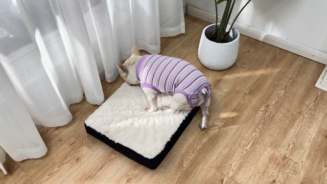 Amazon.com: Sebdtico Recovery Suit for Dogs,Dog Surgery Suit