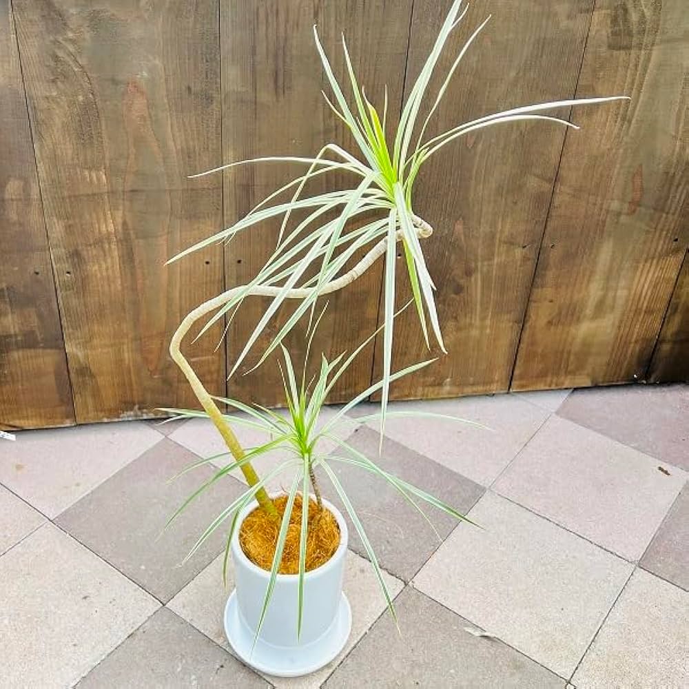 現品　ドラセナ　コンシンネ　ホワイボリー　1番　観葉植物　特大　インテリア　室内 733318259e751fd85ad474d1fa0985