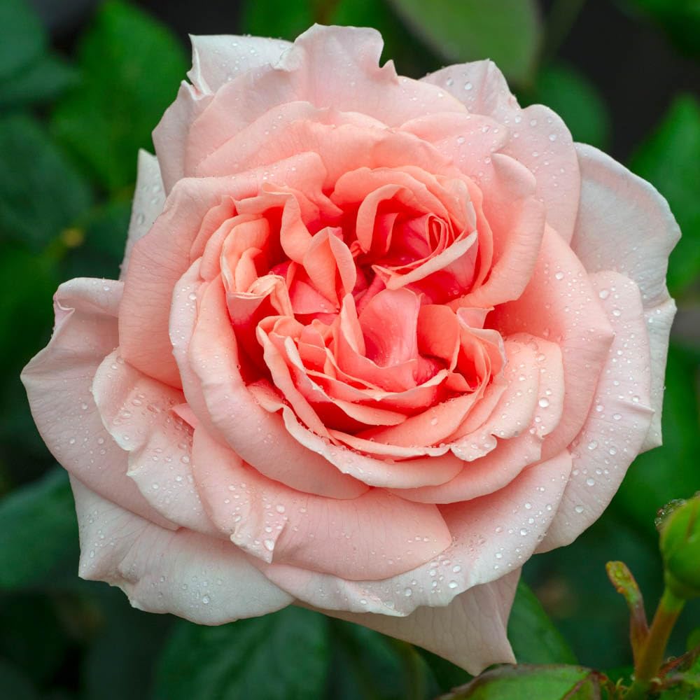 Rose It's a Wonderful Life, 3L Potted Rose, Ready for Planting