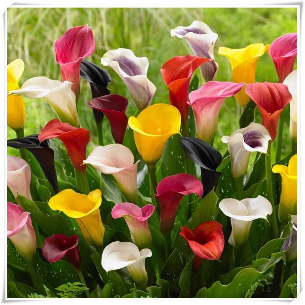 Amazon Co Jp カラーリリー球根 奇妙な花や植物 リッチでカラフル 装飾されたバルコニー 人々を幸せにする 贈り物 15球根 ホーム キッチン