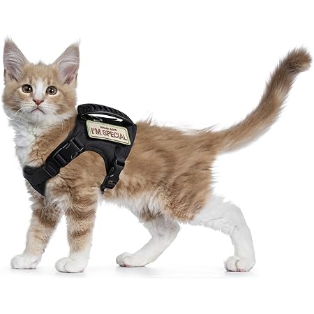 dexil cat harness