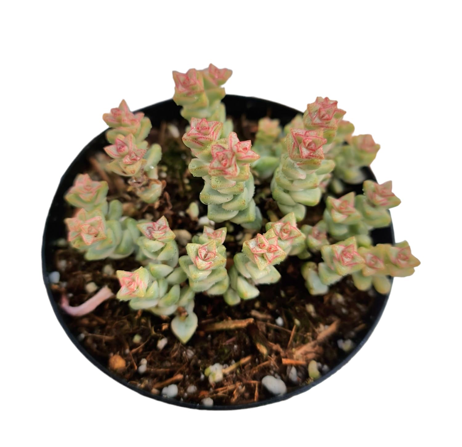 Live Crassula Plant USKC