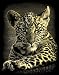 Reeves Leopard Cub Scraperfoil Artwork, Gold