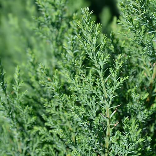 Cyprès de Lawson Ellwoodii - Chamaecyparis Lawsoniana Ellwoodii 40cm en Pot - Plante En Pot - Floraison Non-florifère - Couleur de la Fleur - Hauteur 4-6 m