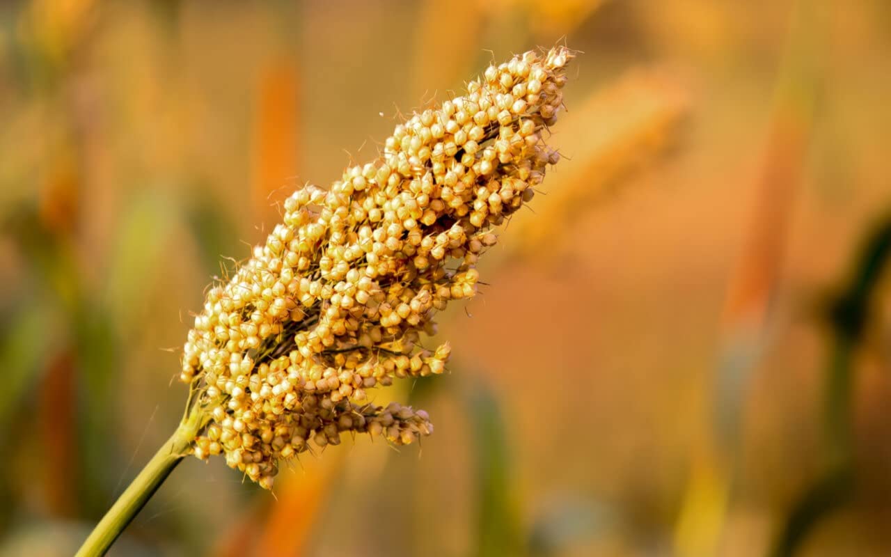 Farmbean Whole Yellow Jowar Grains 2 KG/Sorghum/Jonna For Weight Loss Native Low GI Millet Rice | High Protein & 100% More Fibre than Rice - 2000g - Image 6 thumbnail