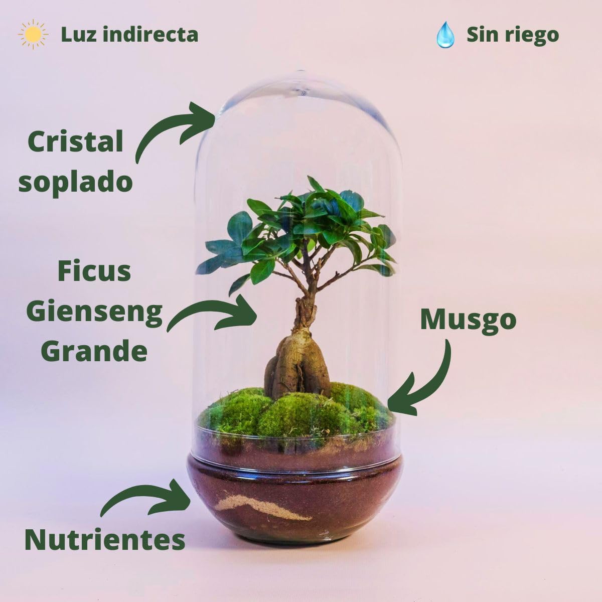 Terrario Plantas Cristal - Cúpula con Ficus Ginseng | Jardin Eterno en Cristal o Ecosistema Cerrado | Ideal para Decoración Hogar | Terrarios Autónomos | Grande, 36 cm x 19 cm