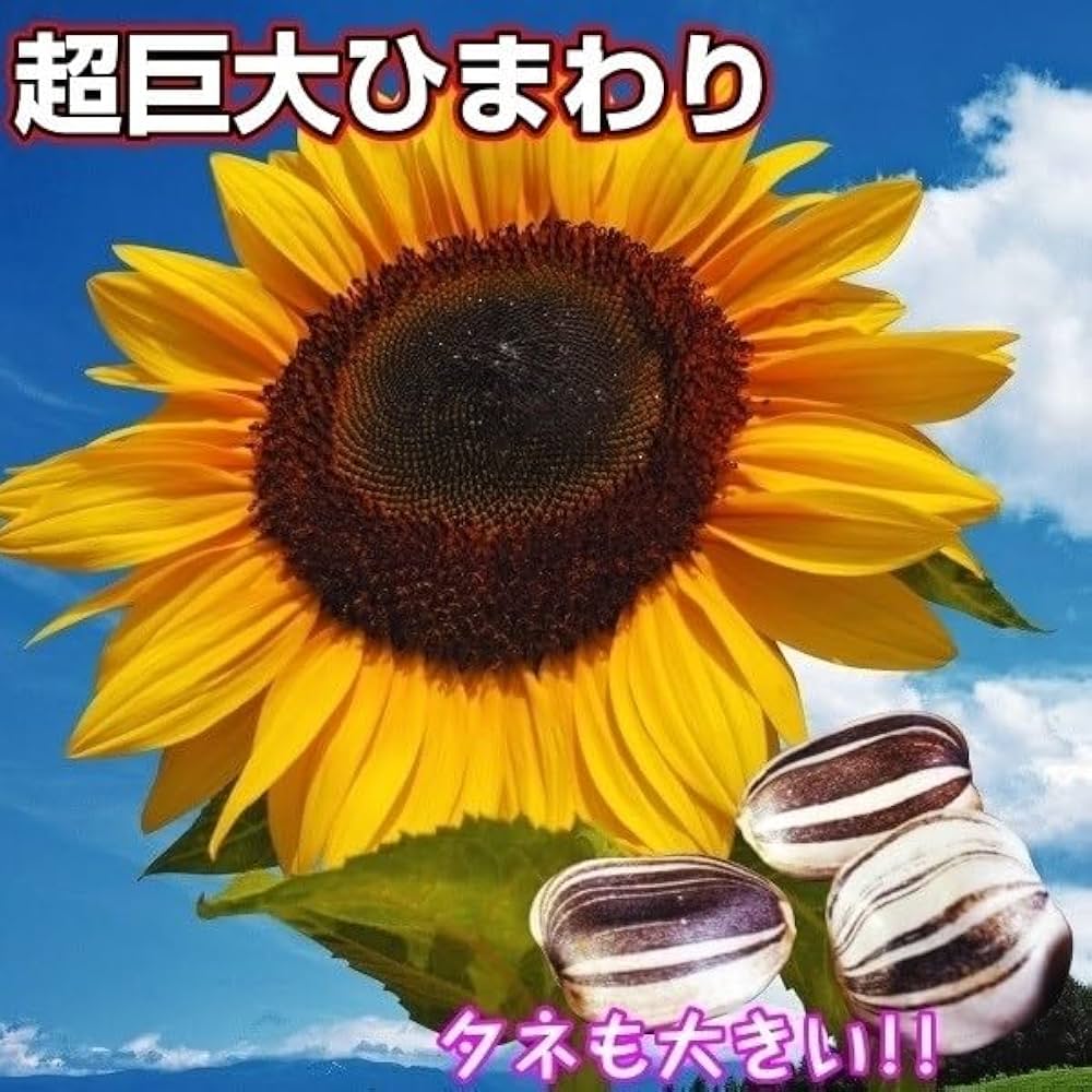 Amazon.co.jp: 種 花たね ヒマワリ タイタン 1袋（40粒) / 花種 向日葵