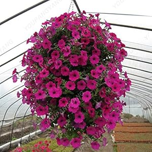 Grande promozione !!! 50+ Semi di colore perenne Petunia misti in Bonsai semi di fiore dell’interno Per la casa Giardino Bonsai impianto di decorazione grigio scuro: Only Seeds