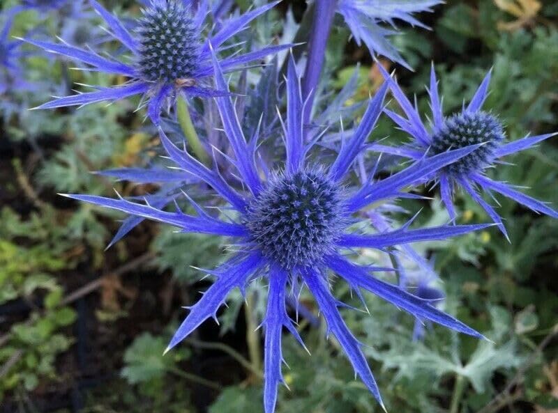 Buy4seeds 20 Seeds Sea Holly Blue (Eryngium Planum) Useful for Gardening (20 Seeds) Easy To Grow