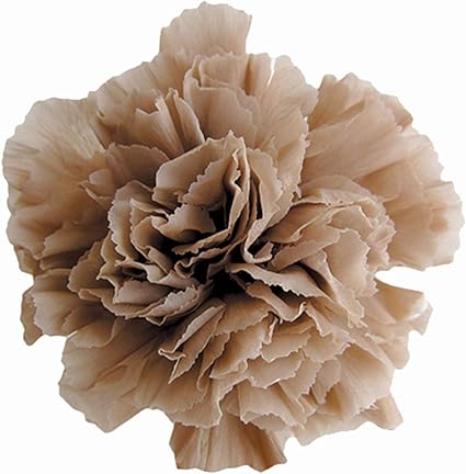 Amazon Co Jp フロールエバー カーネーション ヘーゼルナッツ 6輪 ホーム キッチン Amazon Co Jp フロールエバー カーネーション ヘーゼルナッツ 6輪 ホーム キッチン