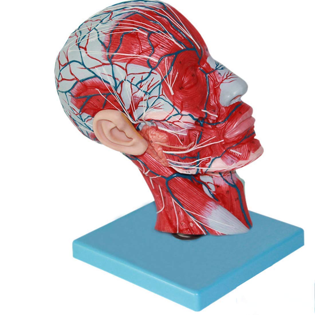Educational Model Human Anatomy Brain Model Vascular Nerve Head Anatomical Model Median Sagittal Section Head Model