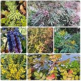 Comprar mahonia de otoño resistentes Mahonia fortunei medicinales de interior Jardín balcón, cocina balcón, decoración sala estar. 100semillas