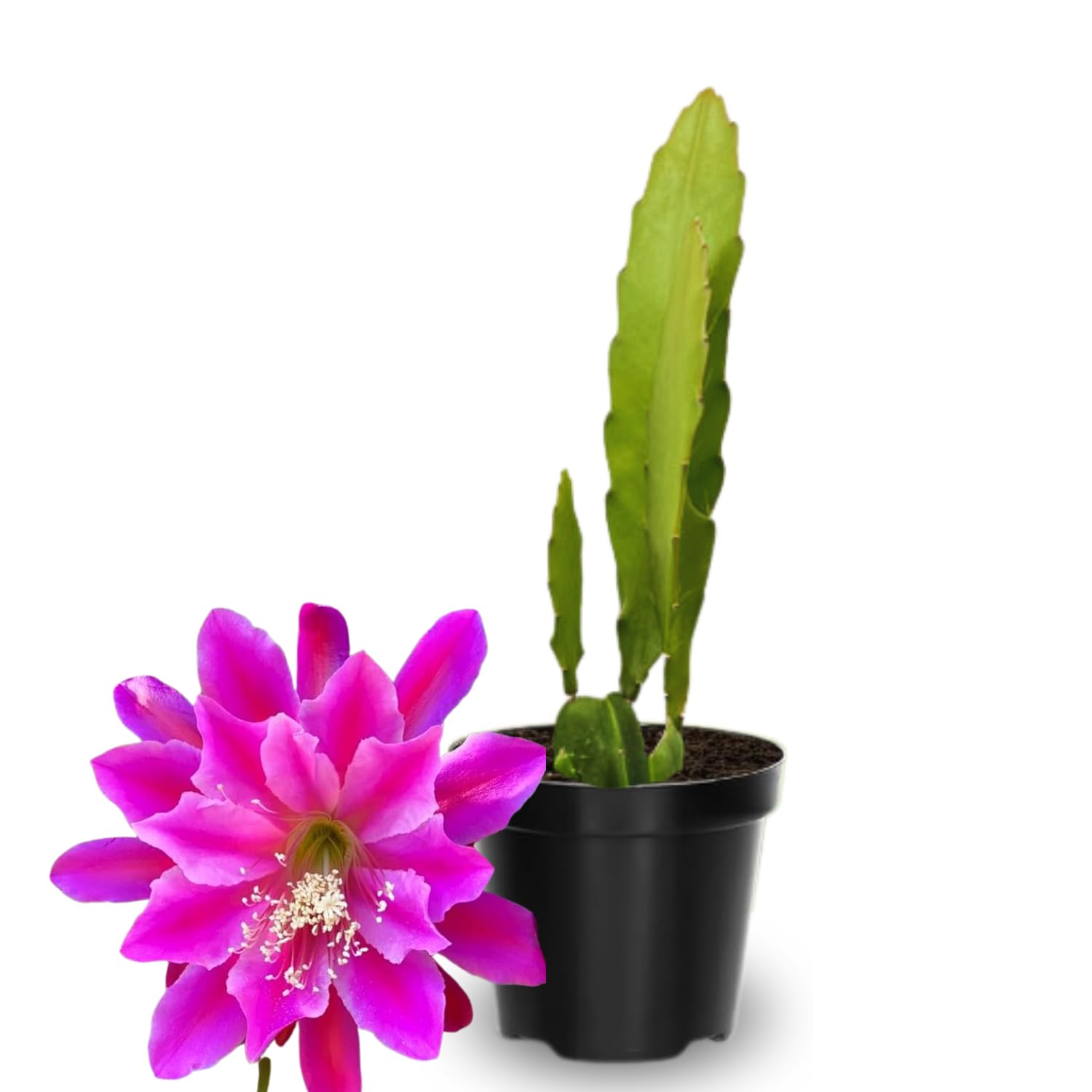 2 Pink Epiphyllum Plants Live, Epiphyllum Orchid Cactus Plant from 6 to 8 Inches Tall, Epiphyllum Rooted in 4 Inches Pot, Live Epiphyllum Orchid Cactus Plant for Garden