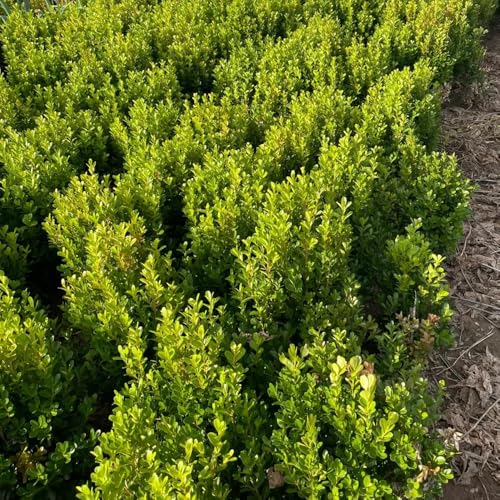 bosso sostenibili semi di decorazioni da giardino per esterni resistenti in vaso da esterno ufficio mini giardino biologico resistenti in vaso di semi 60semi