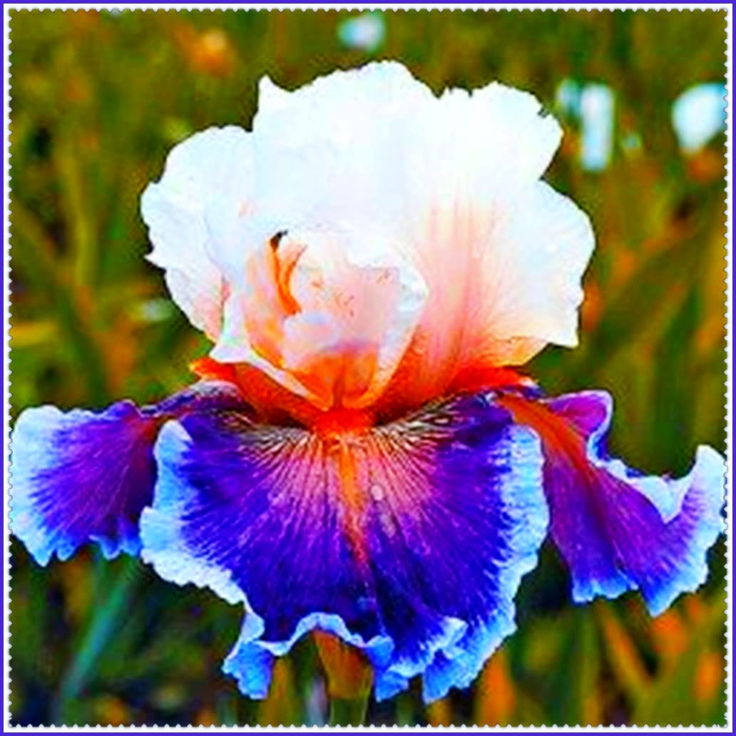 8~15 PCS Iris Bulbs Colors Root Flowering Rhizome Excellent Display Indoor Perennial Huge Rare Growing Potted World-Renowned (12PCS,A)