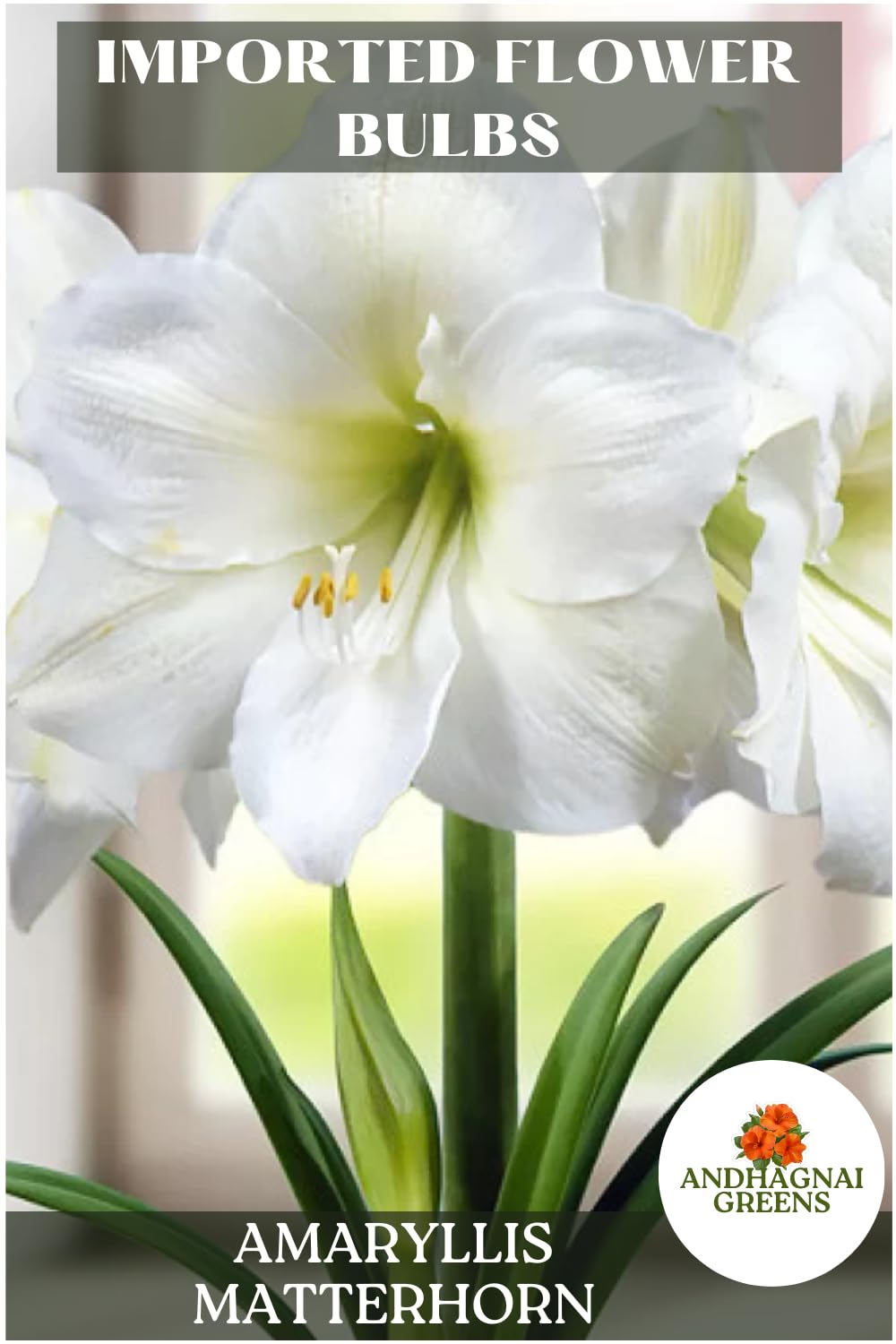 Andhagnai Flower Bulbs – Amaryllis Lily Matterhorn Variety Imported Bulbs Big Size Ready to Bloom – Qty 1pcs (B0CFR51J48) Amazon Price History, Amazon Price Tracker