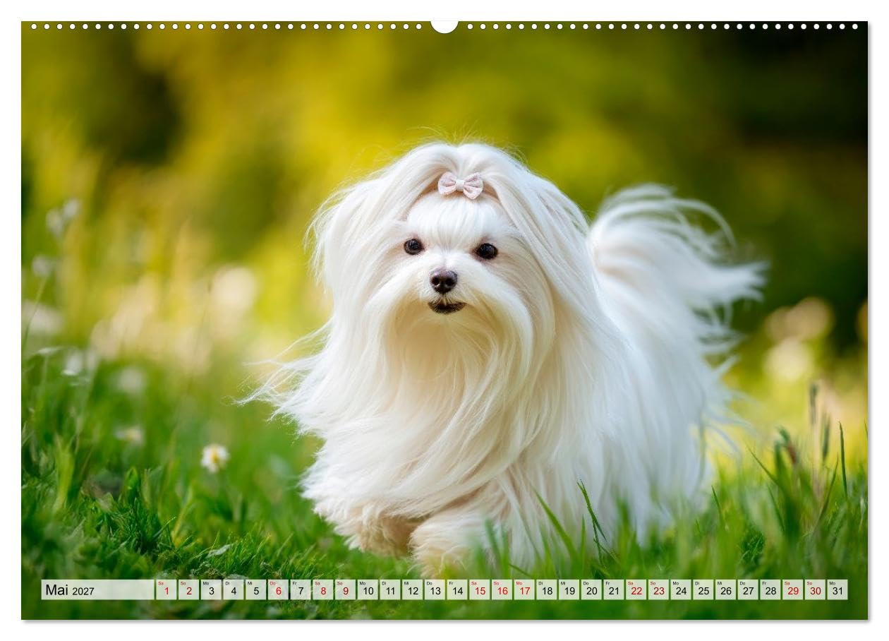 CALVENDO · Malteser - Hunde mit Herz und Charme (Kalender 2027) | DIN A2 Querformat · Wandkalender · Momente voller Anmut und Freude erleben