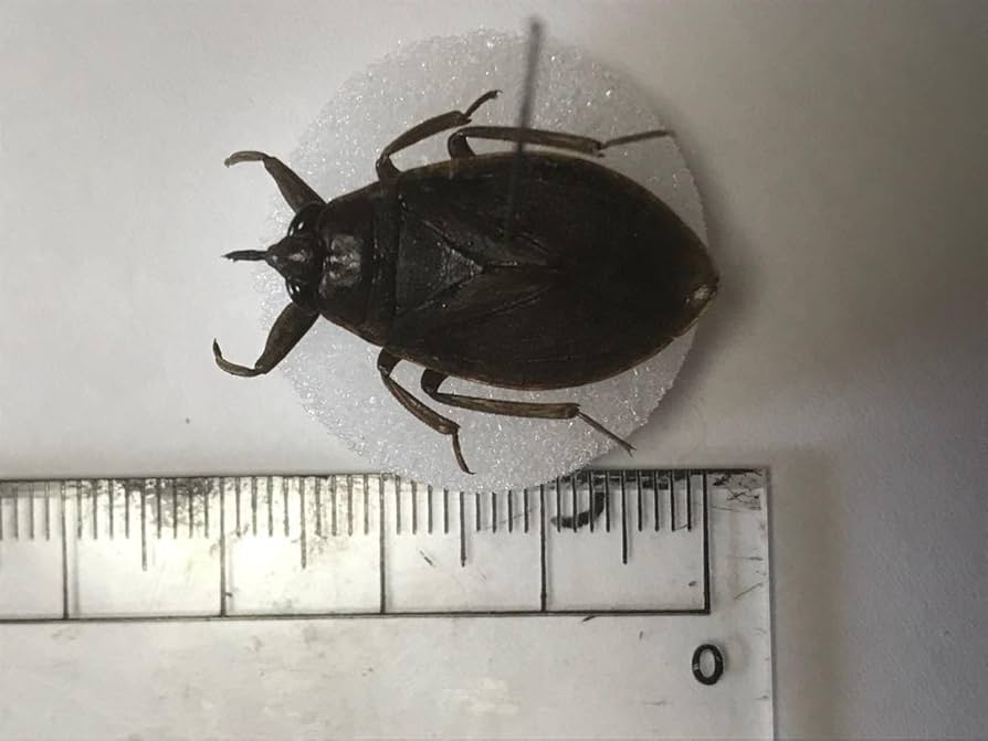 ❁即購入OK ❁.昆虫標本.10点 標本 オオセンチコガネ10頭、ルリセンチコガネ36頭、ミドリ