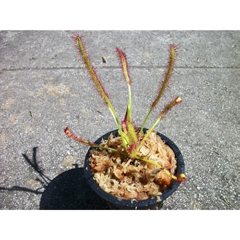 Carnivorous Cape Sundew (Drosera Capensis) Plant 3 inch Pot Cover
