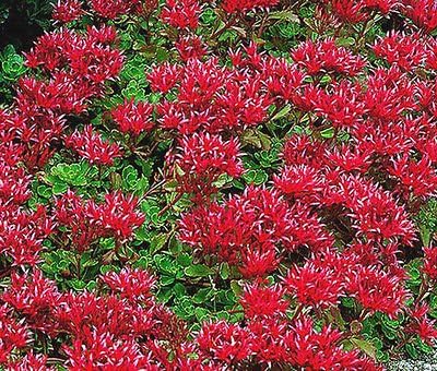 SEDUM SUMMER GLORY STONECROP Sedum Spurium - 300 Bulk Seeds