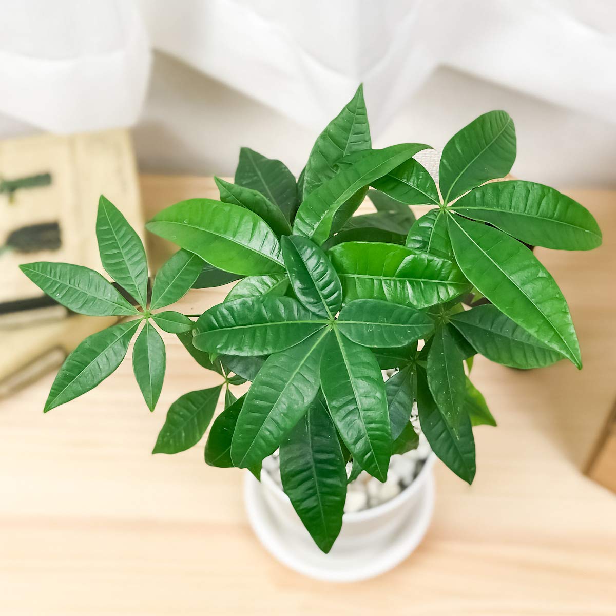 パキラ♪ Amazon.co.jp: PLANCHU 観葉植物 パキラ ネジリ 4号鉢 受け皿付き 育て