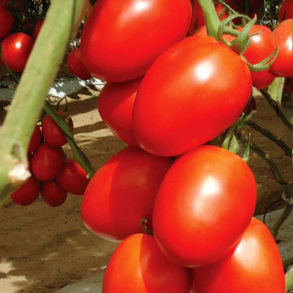 GrowZid Tomato Tamatar Outdoor Gardening Vegetable Plant Seeds pack (B0B8NVVF8M) Amazon Price History, Amazon Price Tracker