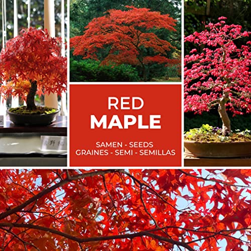 Magic of Nature Ahorn/Fächerahorn - 20 Samen - Japanischer roter Ahorn - Robuste Samen - Winterhart und mehrjährig - Kultivierbar als Baum im Garten, Kübelpflanze oder Bonsai