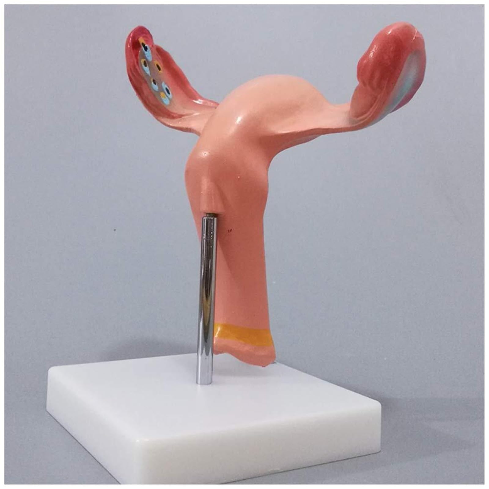 Model macicy układ rozrodczy kobieca macica jajnik anatomiczny model PVC powiększenie jajnika nauczanie medyczne do szkoły sprzęt laboratoryjny medyczny