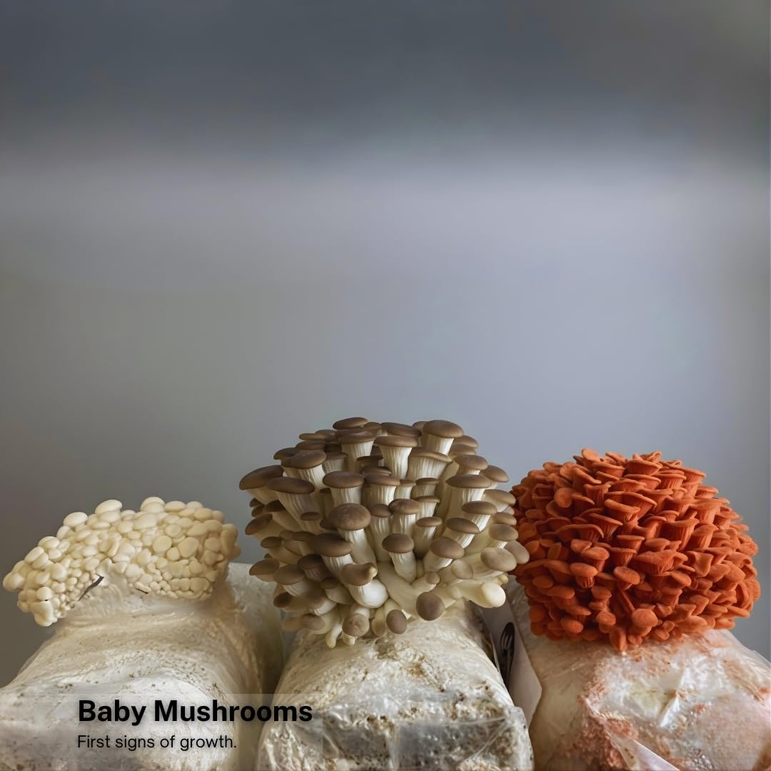 Forest Origins Kit de culture de champignons – Lot de 3 (rose, marron, huître blanche) | Kit de culture d'intérieur | Sans OGM, facile à cultiver en 10 jours | Fait à la main en Californie | Cadeau