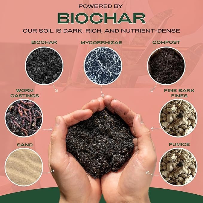 Cactus and Succulent Organic Potting Soil Mix for House Plants - Fast Draining, Root Boosting, Peat-Free, Less Prone to Gnats - Drought-Tolerant - Growth of Aloe Vera, Cacti and Indoor Succulents- 4qt - Image 2