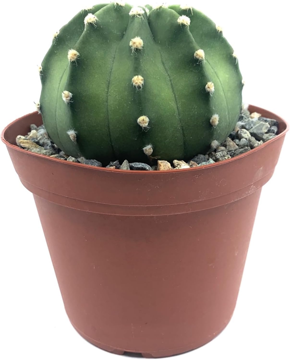 8" Easter Lily Cactus-Echinopsis Subdenudata, Fully Rooted, Hardy and Drought Tolerant, Easy to Grow (Domino Cactus)