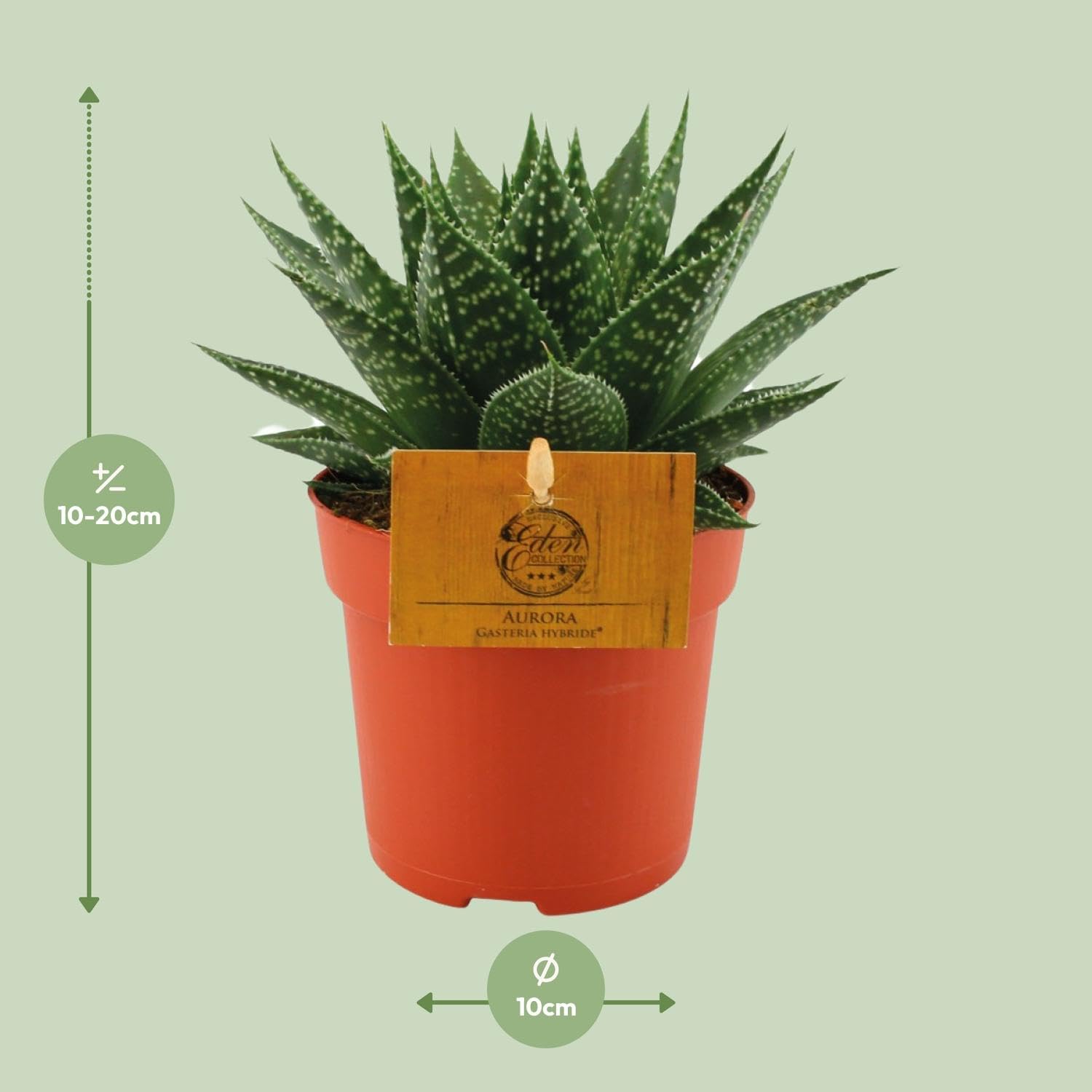 Pianta Gasteria Hybride Aurora da Interno, Vaso Ø 11 cm, Altezza 15 cm