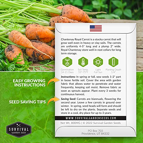Royal Chantenay Carrot Seeds for Planting – Survival Garden Seeds (2 Packs) - Image 2