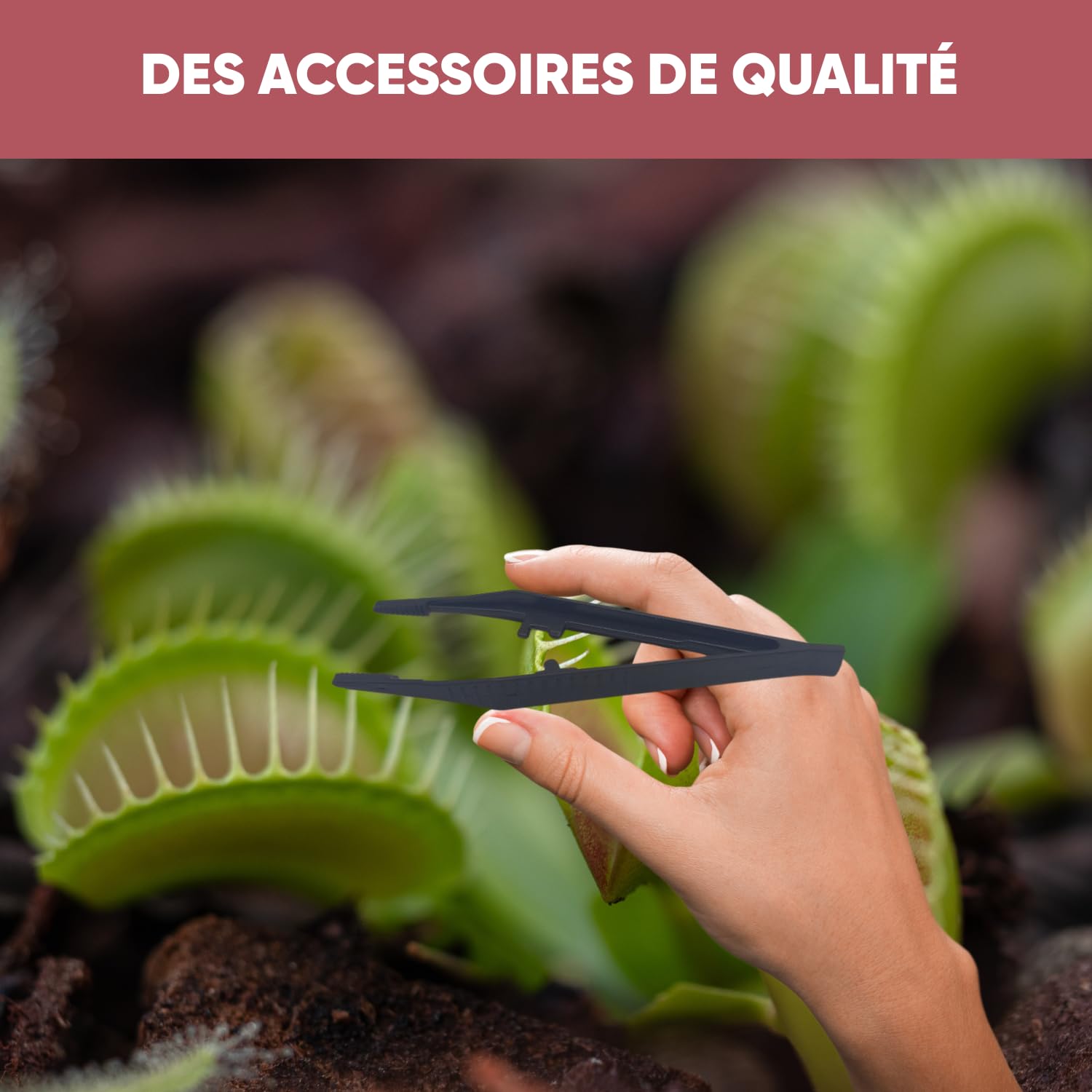 NOPALIA® Kit Plantes Carnivores Premium – Dionaea, Darlingtonia & Sarracenia – Kit Complet avec Serre, Pots, Tourbe & Sphaigne – Cadeau Insolite & Éducatif noel – DIY Jardin Intérieur – Made in France