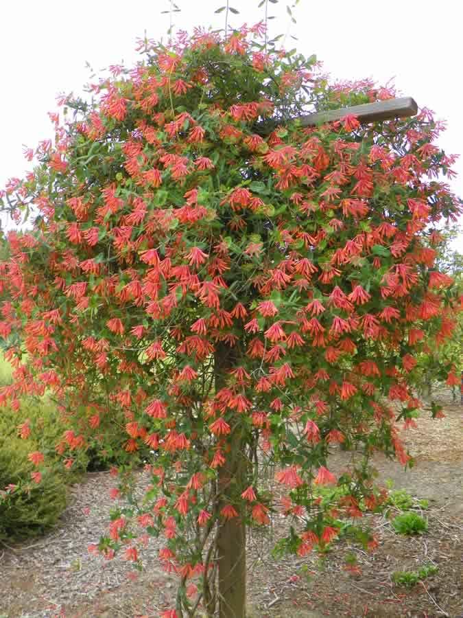 All Seasons Coral Honeysuckle Vine Flower Seeds - 35+ Seeds Garden Pack