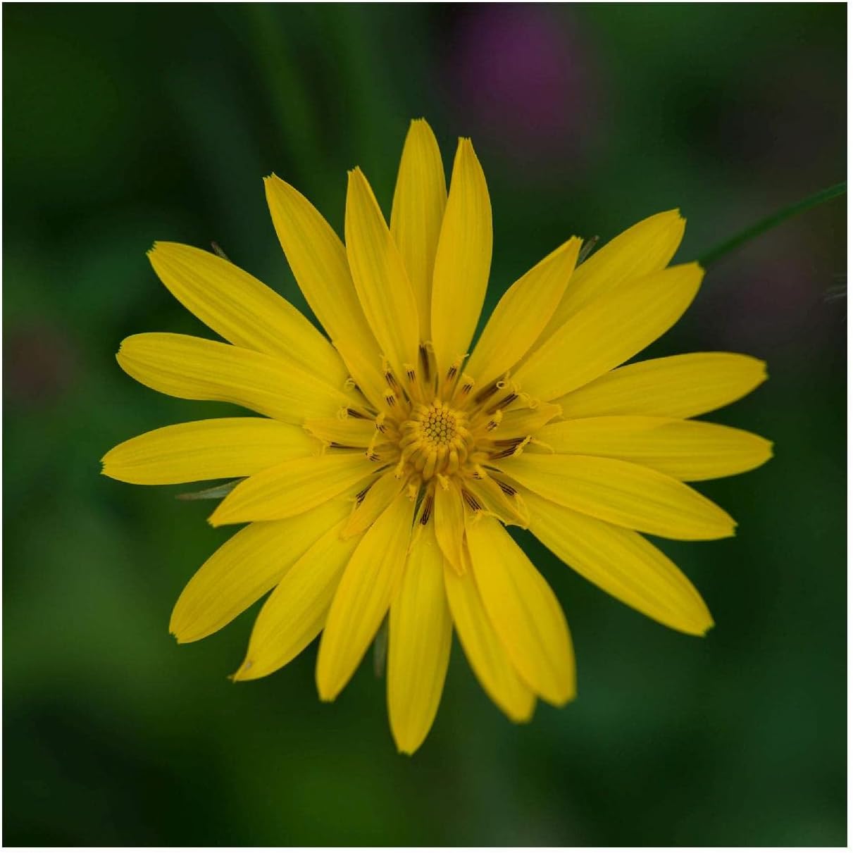 Everwilde Farms - 1/4 Lb Prairie Dock Native Wildflower Seeds - Gold Vault