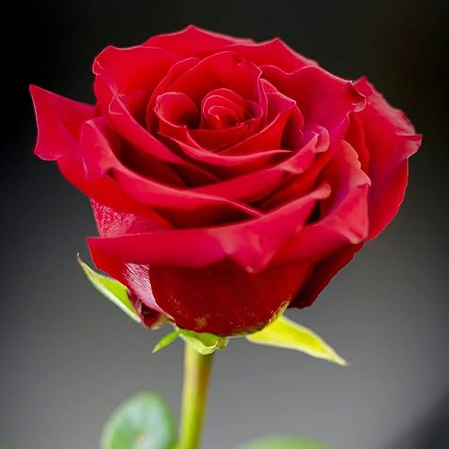 Miniatura 3 de YEGAOL Garden - Semillas de arbusto de rosa roja, valor ornamental para ramos, arreglos florales añaden belleza y elegancia para jardines, paisajes