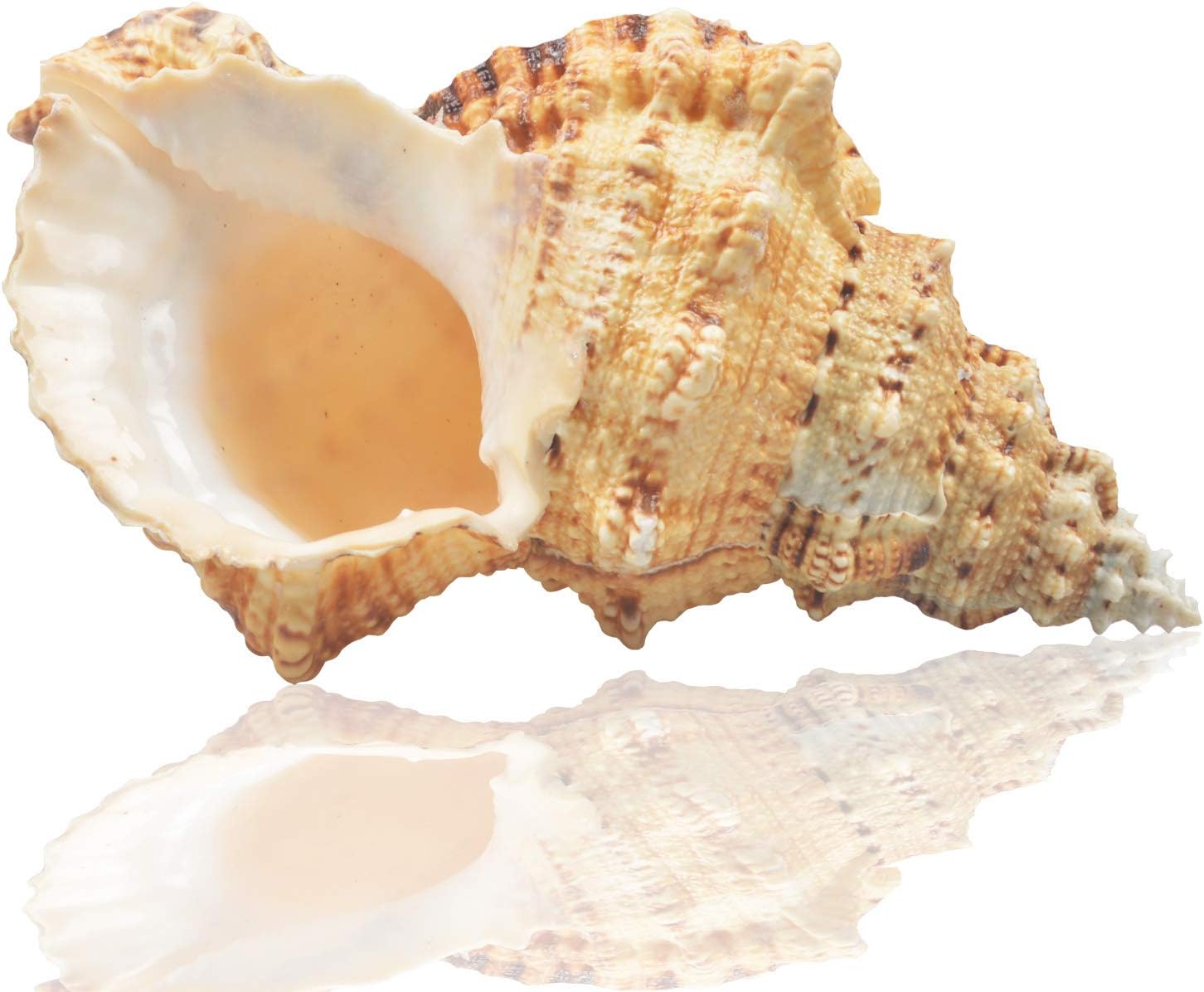 Jangostor Large Natural Sea Shells, Huge Ocean Conch 7-8 inches Jumbo Seashells Perfect for Wedding Decor Beach Theme Party, Home Decorations,DIY Crafts, Fish Tank and Shell Collectors (Color 5)