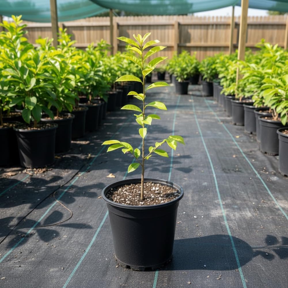 Sugar Apple Tree Live Plant, Annona Squamosa Sugar Apple Plant Live 8-12 Inch Tall, Half Gallon Pot, Tropical Sweetsop Fruit Tree Plant