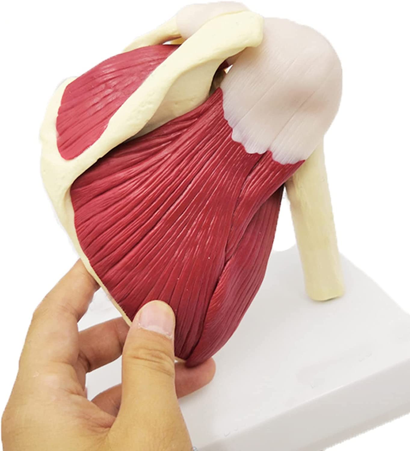 Épaule Humaine avec Modèle D'anatomie Musculaire Modèle De Muscles De L'articulation De L'épaule, Modèle D'épaule en PVC avec Ligaments Anatomie De L'épaule pour Outil Éducatif Anatomicals