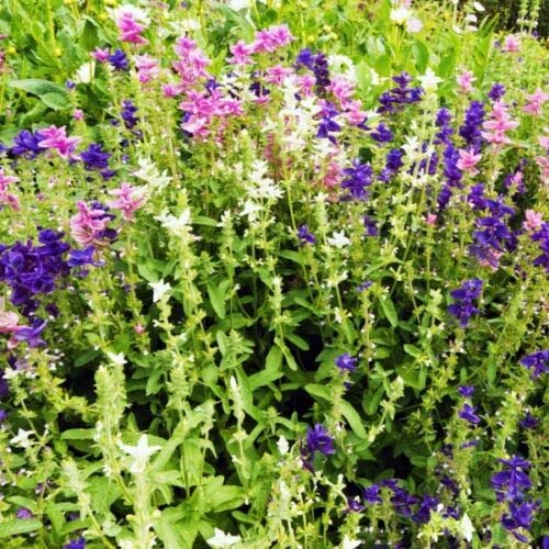 Herb Seeds - Sage Painted - 400 Seeds by Wafer
