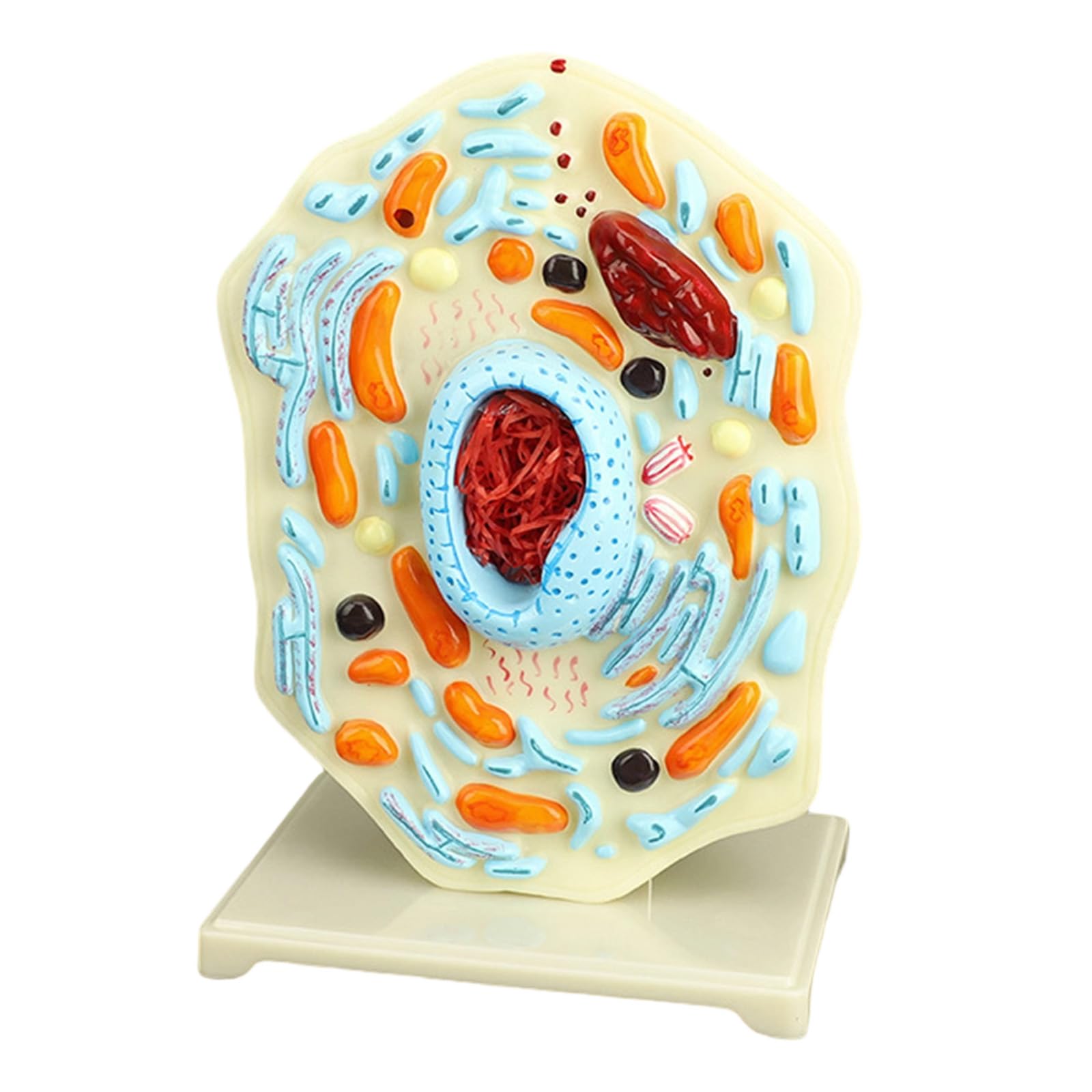 Modello portatile di anatomia cellulare modello di cellule animali Mitocondri Centrioles Strumento didattico di biologia per dimostrazione Strumento didattico di biologia