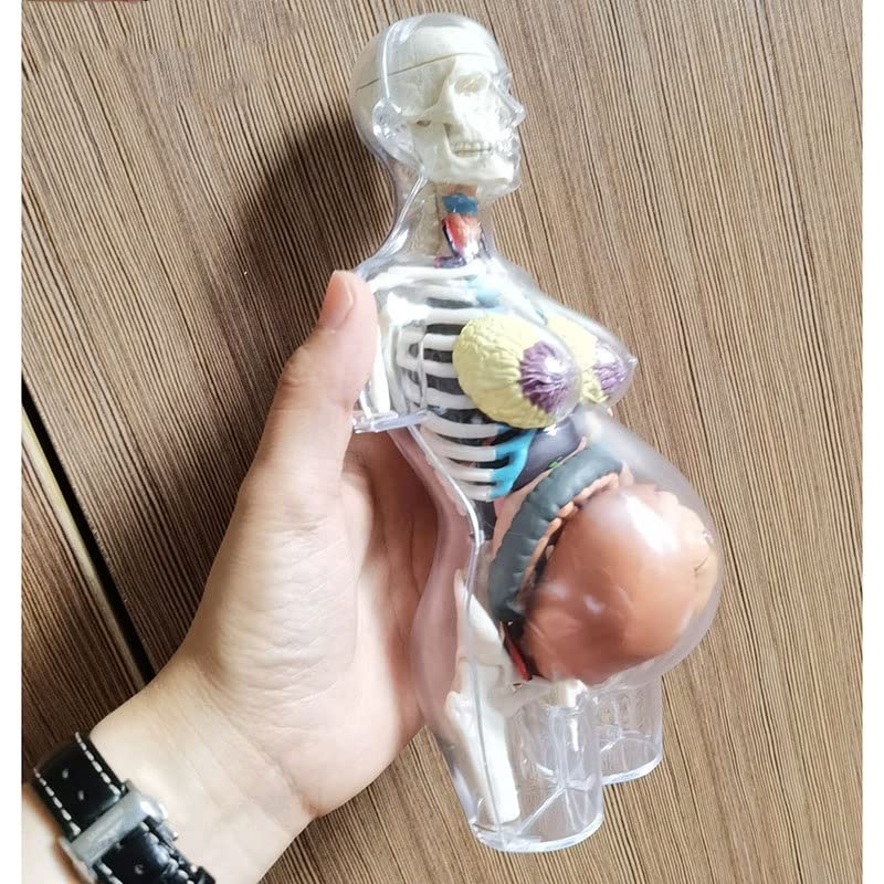 Cuerpo humano transparente uso anatómico esqueleto humano embarazada Bricolaje Anatomía Modelo Equipo educativo Ciencias Médicas 4D MASTER
