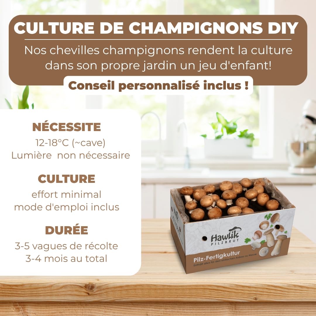 Hawlik Pilzbrut - Petite culture de champignons de Paris brun à cultiver - sans connaissances préalables - Kit champignons à faire pousser à la maison - Kit Champignon de Paris - Prêt à pousser