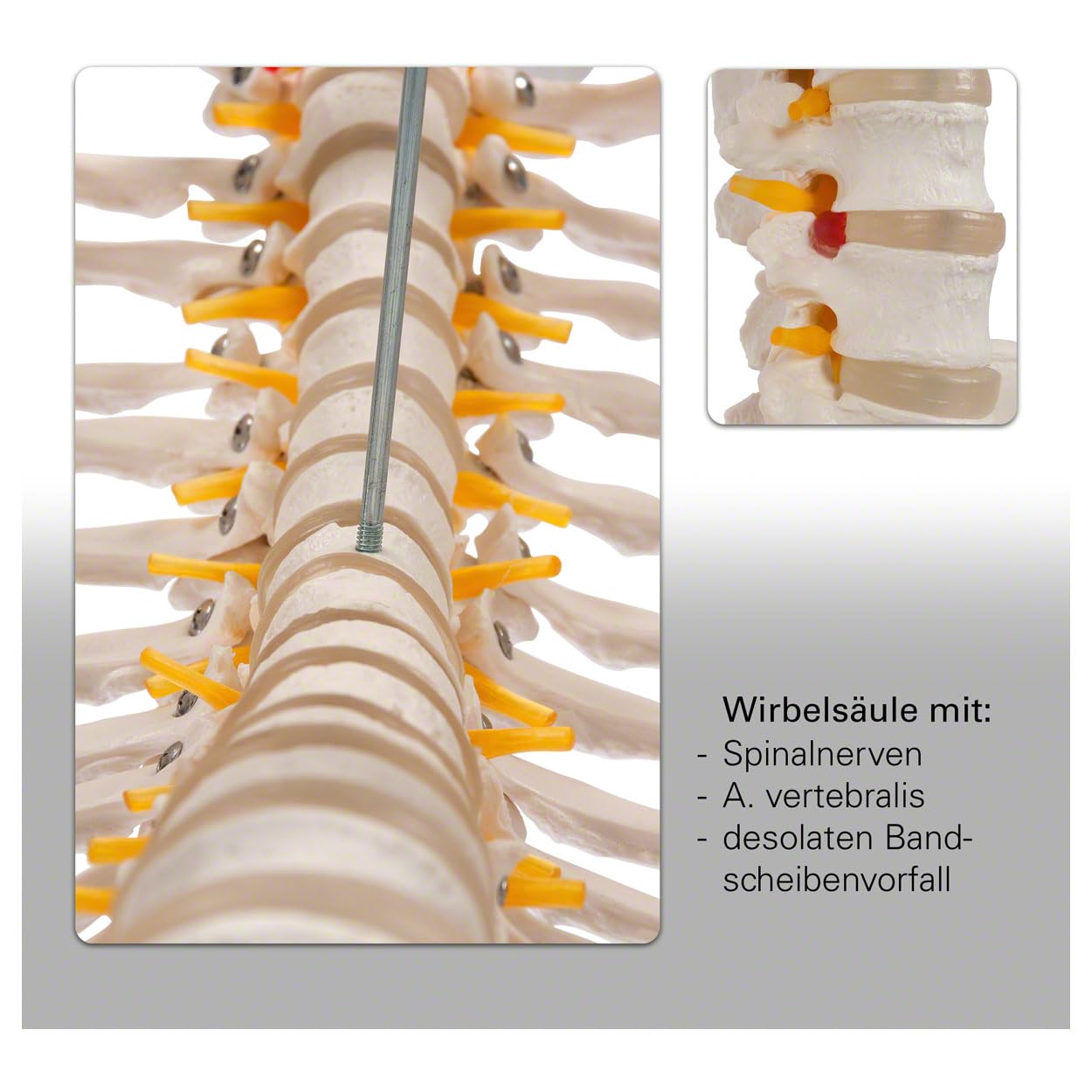 Sport-Tec Skelett inkl. Stativ und Lehrtafel das menschliche Skelett