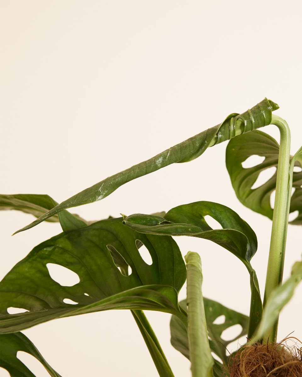 PLNTS - Monstera Adansonii Monkey Mask - Zimmerpflanze - Zimmerpflanzen,  Pflanzen Echt, Nachhaltige Verpackung - 27cm Topf - Hhe 160cm - Direkt von  der Grtnerei : Amazon.de: Garten