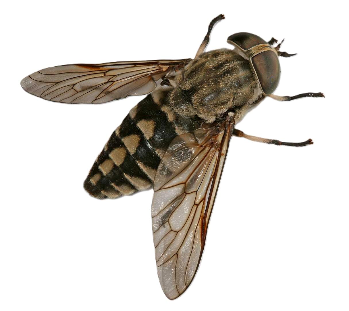 BSI - Insect Free - A l'Icaridine - Contre Les Taons - Moustiques Ou Mouches - Spray - Jusqu'à 24H - 200ml