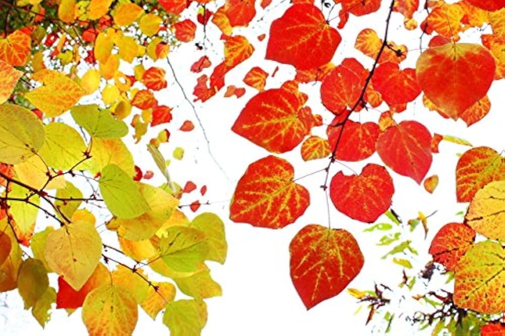 Amazon | マルバノキ 高さ約0.7m（鉢底から） | 植木