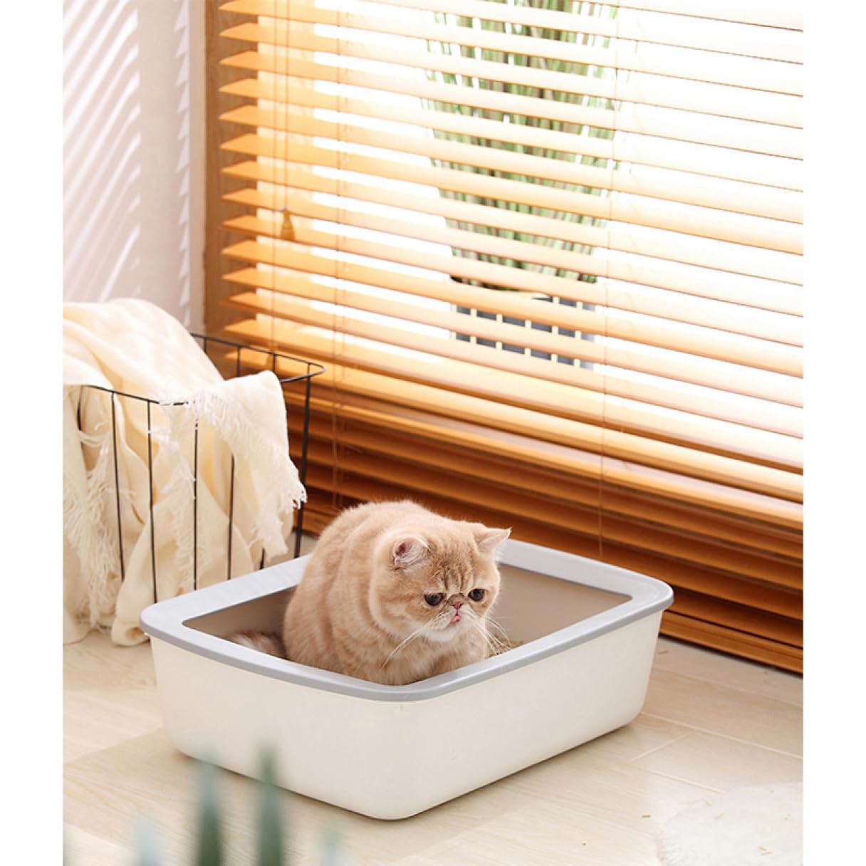 Amazon | [AP・Room] 猫用トイレ 四角 41*31*11 におい対策 M 48